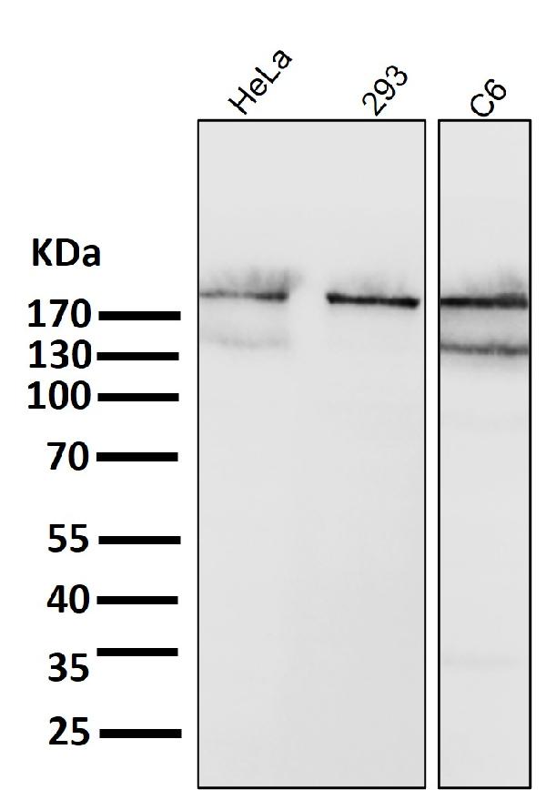 1 - Anti-Acetyl-CoA Carboxylase Monoclonal Antibody ABO14371