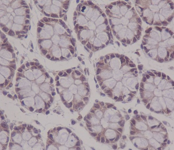 2 - Anti-APC Monoclonal Antibody ABO14372
