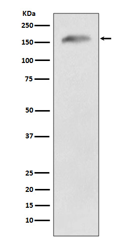 1 - Anti-APC Monoclonal Antibody ABO14372