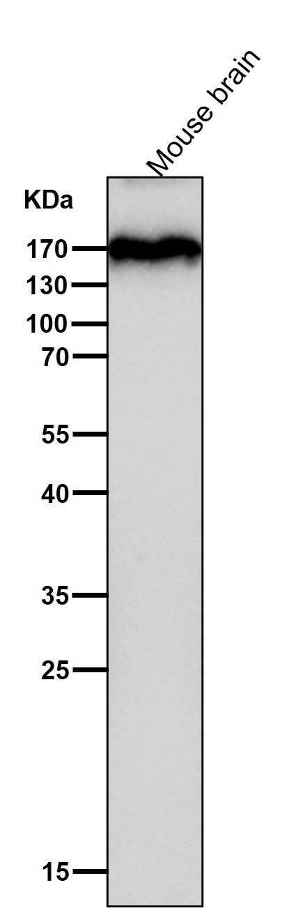 1 - Anti-APC Monoclonal Antibody ABO14372