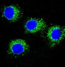 3 - Anti-NALP3 NLRP3 Rabbit Monoclonal Antibody ABO14373