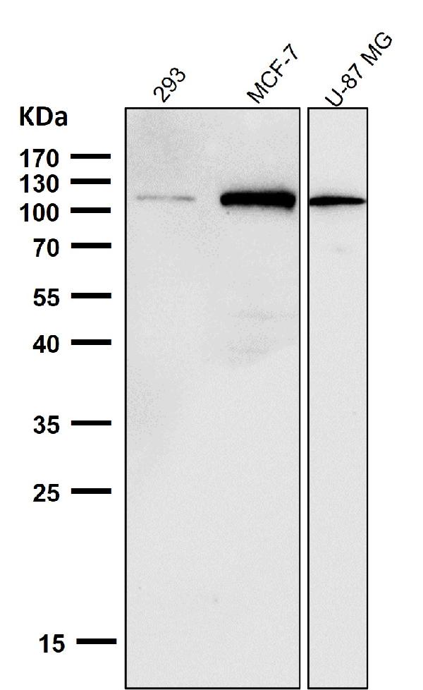 1 - Anti-NALP3 NLRP3 Rabbit Monoclonal Antibody ABO14373