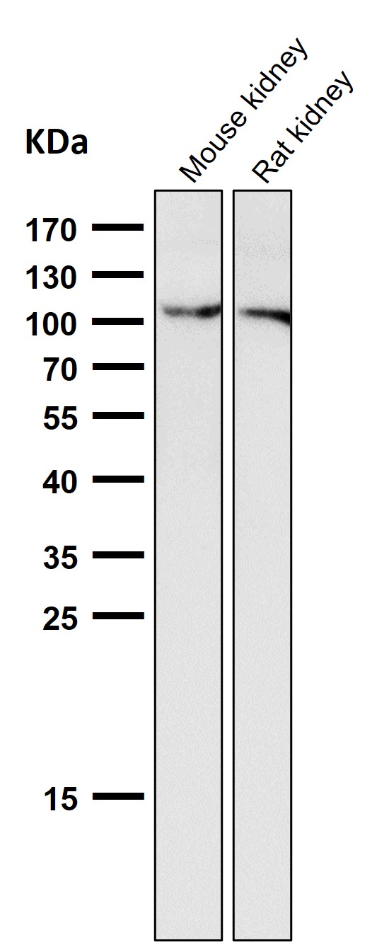1 - Anti-NALP3 NLRP3 Rabbit Monoclonal Antibody ABO14373
