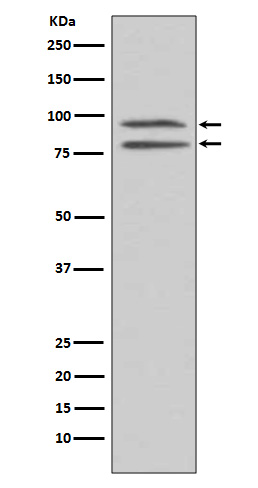 1 - Anti-Phospho-MSK1 (S376) RPS6KA5 Monoclonal Antibody ABO14374