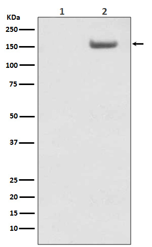 1 - Anti-Phospho-SMC1 (S957) Monoclonal Antibody ABO14375