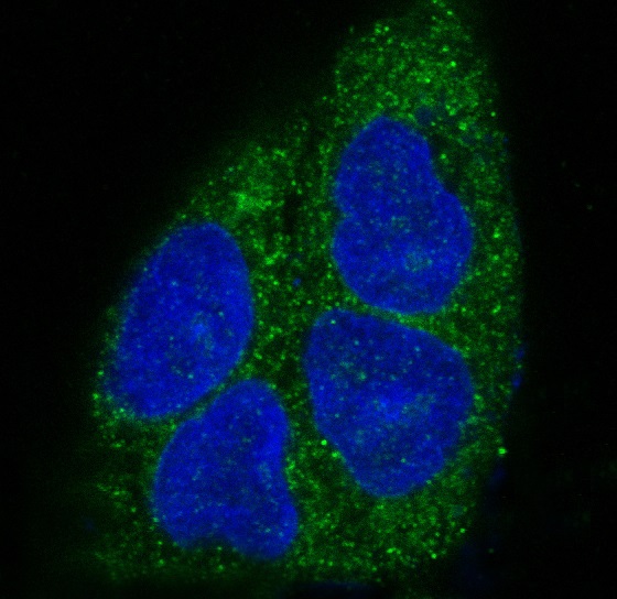 3 - Anti-MyD88 Monoclonal Antibody ABO14376
