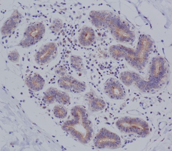 2 - Anti-MyD88 Monoclonal Antibody ABO14376