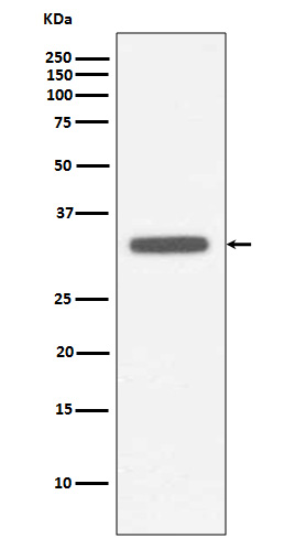 1 - Anti-MyD88 Monoclonal Antibody ABO14376