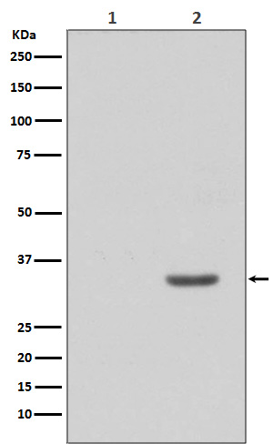 1 - Anti-Phospho-CDK2 (Y15) Rabbit Monoclonal Antibody ABO14377