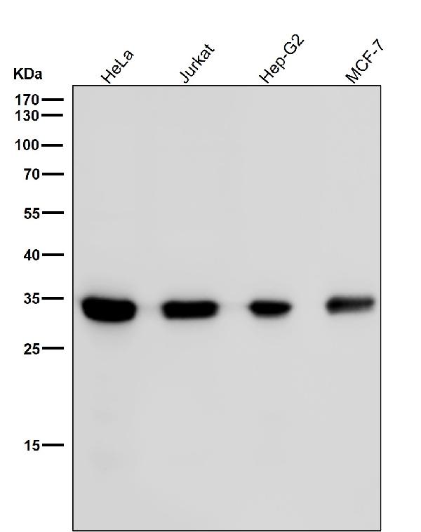 1 - Anti-Phospho-CDK2 (Y15) Rabbit Monoclonal Antibody ABO14377