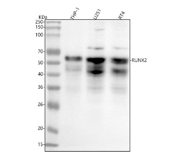 1 - Anti-RUNX2 Monoclonal Antibody ABO14378