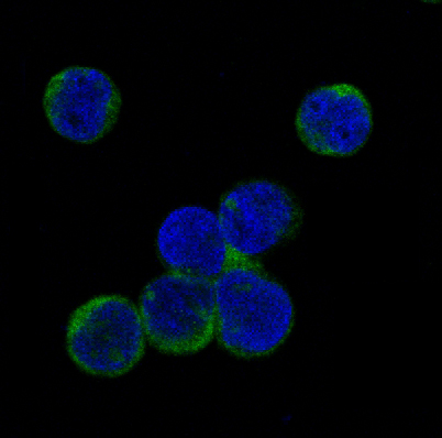 3 - Anti-Phospho-JAK2 (Y1007 + Y1008) Monoclonal Antibody ABO14379