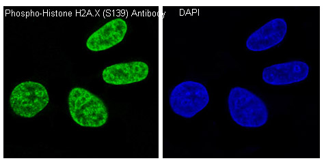 3 - Anti-Phospho-Histone H2A.X (S139) H2AFX Monoclonal Antibody ABO14380