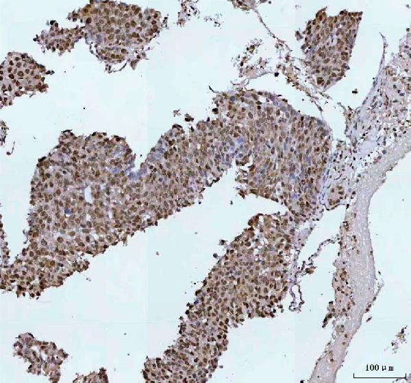 2 - Anti-Phospho-Histone H2A.X (S139) H2AFX Monoclonal Antibody ABO14380