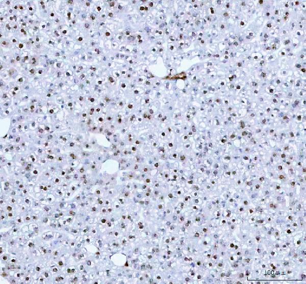 2 - Anti-Phospho-Histone H2A.X (S139) H2AFX Monoclonal Antibody ABO14380
