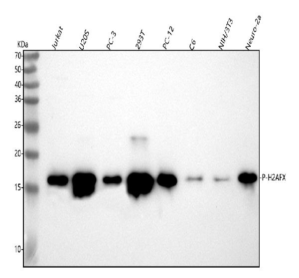 1 - Anti-Phospho-Histone H2A.X (S139) H2AFX Monoclonal Antibody ABO14380