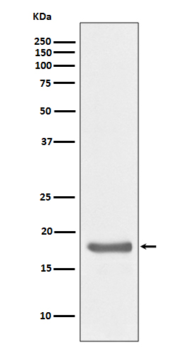 1 - Anti-IL10 Monoclonal Antibody ABO14381