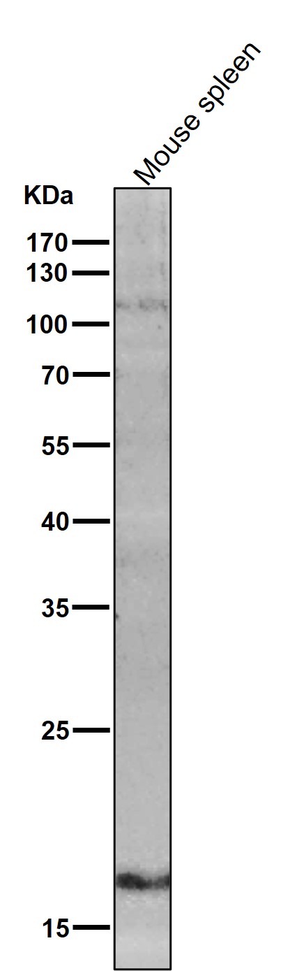 1 - Anti-IL10 Monoclonal Antibody ABO14381