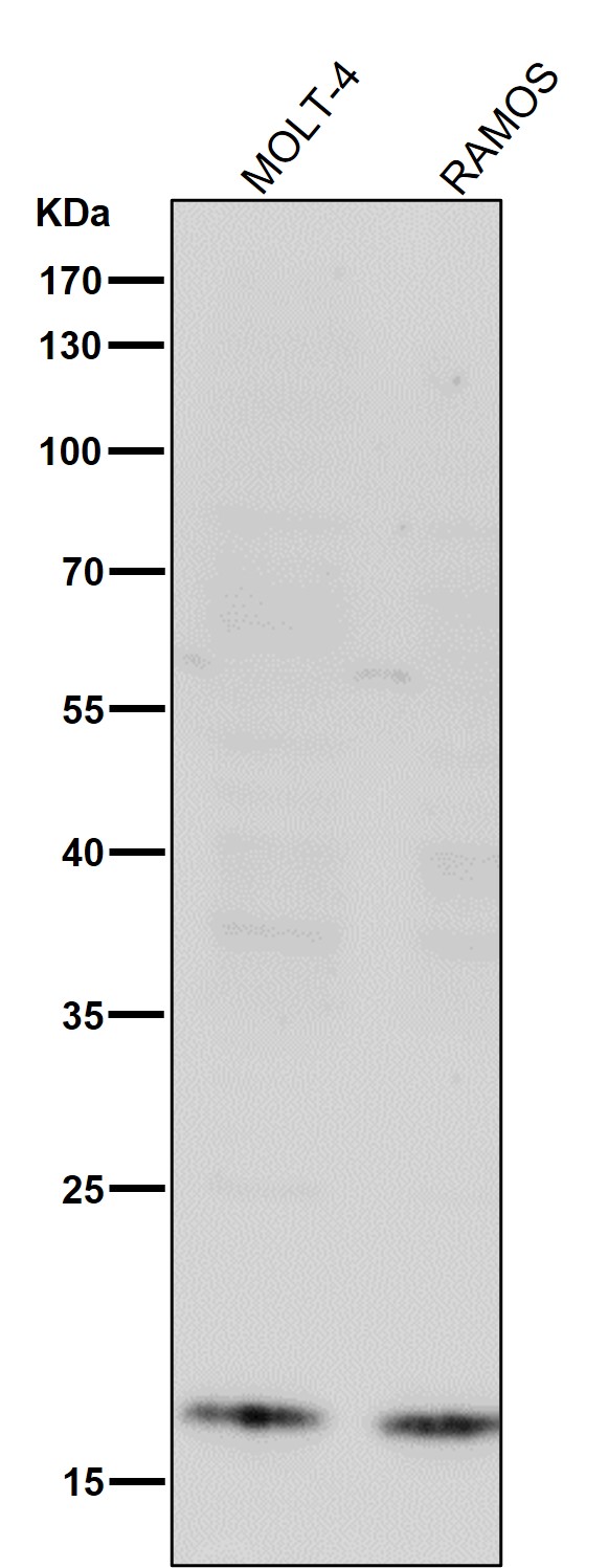 1 - Anti-IL10 Monoclonal Antibody ABO14381