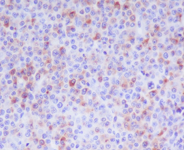 2 - Anti-Granzyme B GZMB Monoclonal Antibody ABO14382