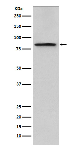 1 - Anti-Periostin Monoclonal Antibody ABO14383