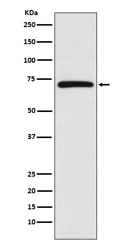 1 - Anti-BIRC2 Monoclonal Antibody ABO14384