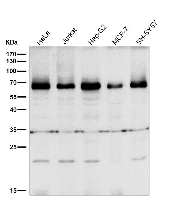 1 - Anti-BIRC2 Monoclonal Antibody ABO14384