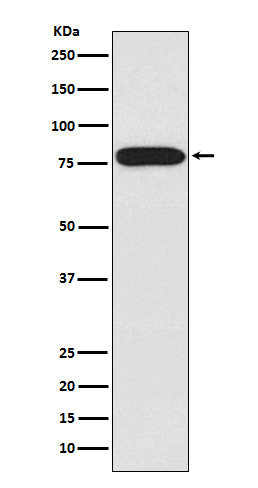 1 - Anti-IRAK IRAK1 Monoclonal Antibody ABO14386