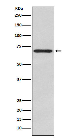1 - Anti-Glypican 3 Monoclonal Antibody ABO14387