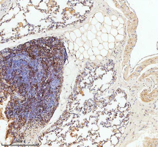 2 - Anti-LMO2 Monoclonal Antibody ABO14388