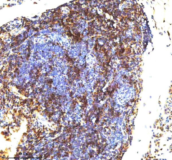 2 - Anti-LMO2 Monoclonal Antibody ABO14388