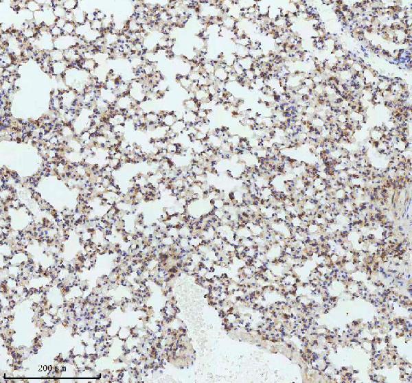 2 - Anti-LMO2 Monoclonal Antibody ABO14388