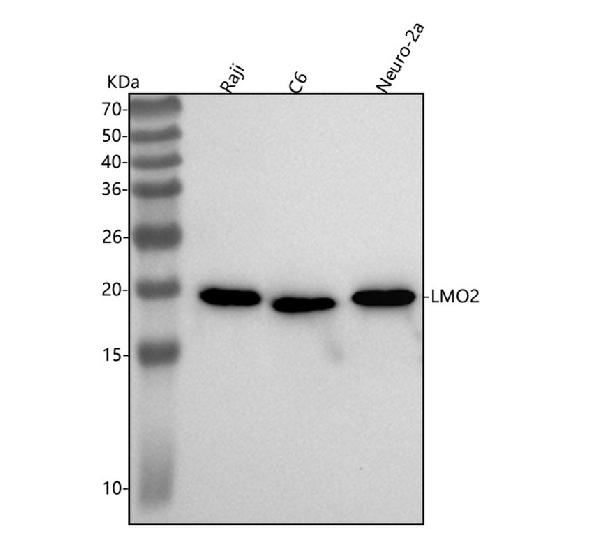1 - Anti-LMO2 Monoclonal Antibody ABO14388