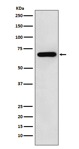1 - Anti-WASL Monoclonal Antibody ABO14389