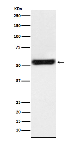 1 - Anti-PTGER2 Monoclonal Antibody ABO14390