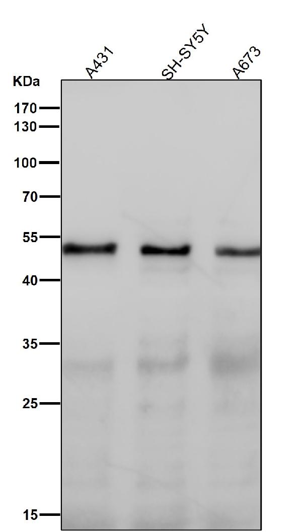 1 - Anti-PTGER2 Monoclonal Antibody ABO14390