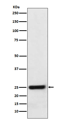 1 - Anti-ERAB Monoclonal Antibody ABO14391