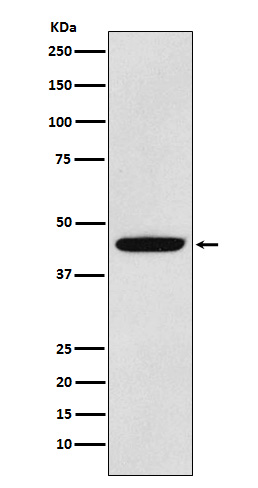 1 - Anti-PDK1 Monoclonal Antibody ABO14393