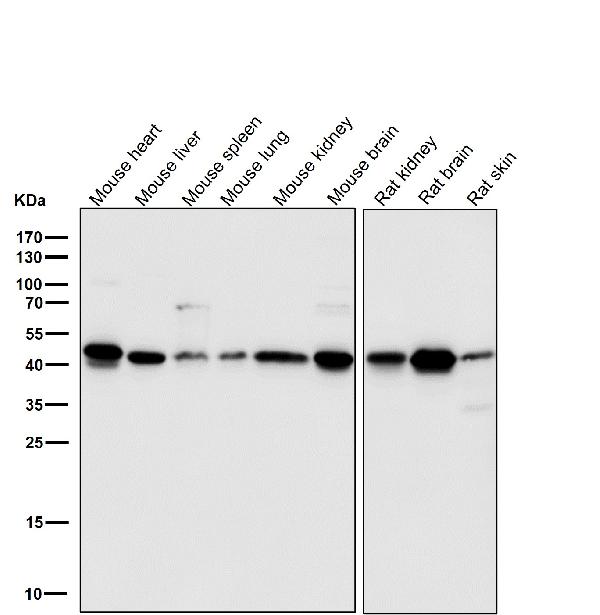1 - Anti-PDK1 Monoclonal Antibody ABO14393