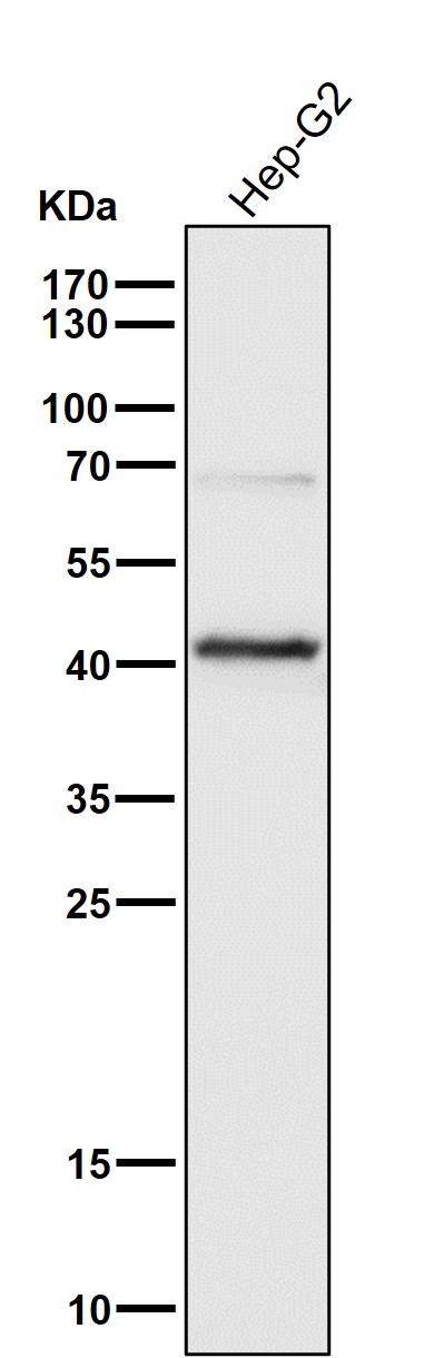 1 - Anti-PDK1 Monoclonal Antibody ABO14393