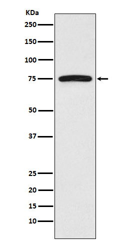 1 - Anti-FRS2 Monoclonal Antibody ABO14394