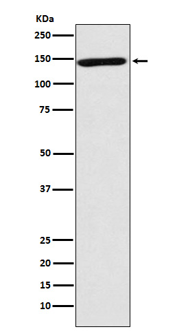 1 - Anti-NRCAM Monoclonal Antibody ABO14395