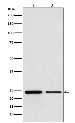 1 - Anti-TBPL1 Monoclonal Antibody ABO14396