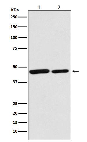 1 - Anti-Citrate synthetase CS Monoclonal Antibody ABO14397