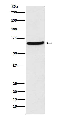 1 - Anti-CDT1 Rabbit Monoclonal Antibody ABO14398