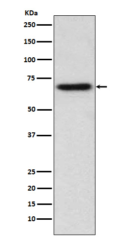1 - Anti-ITK Monoclonal Antibody ABO14400