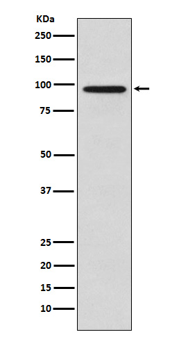 1 - Anti-Golgin 97 GOLGA1 Monoclonal Antibody ABO14402
