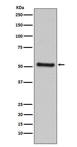 1 - Anti-PDCD4 Rabbit Monoclonal Antibody ABO14403
