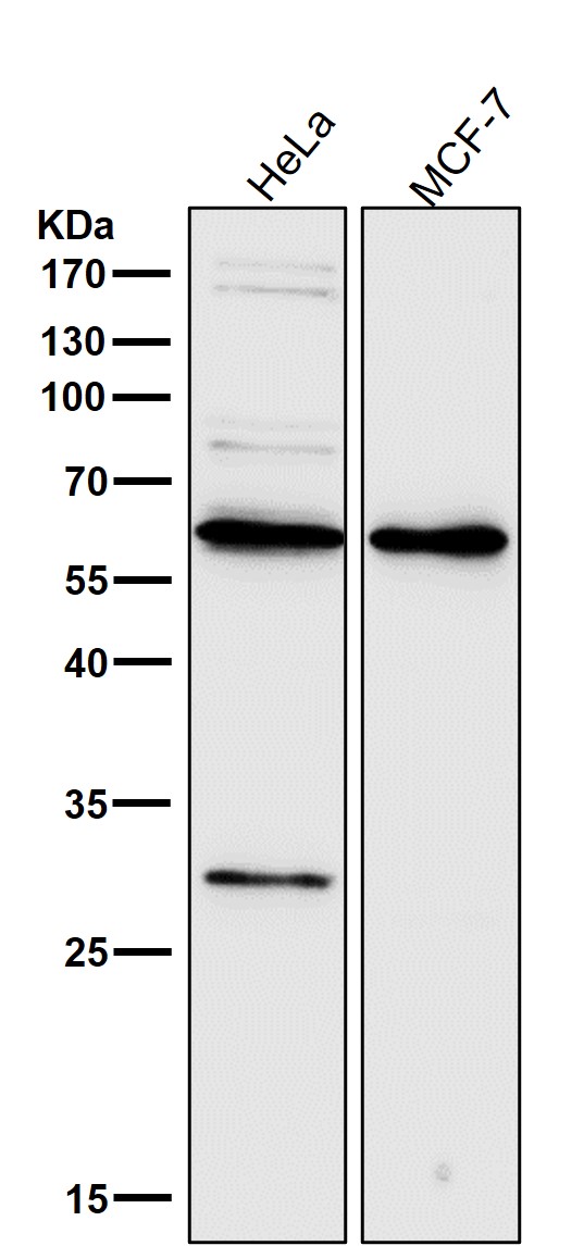 1 - Anti-PDCD4 Rabbit Monoclonal Antibody ABO14403