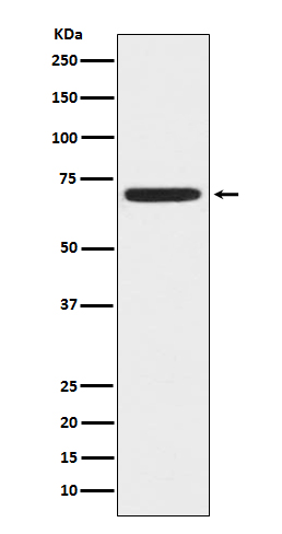 1 - Anti-ZAP70 Monoclonal Antibody ABO14404